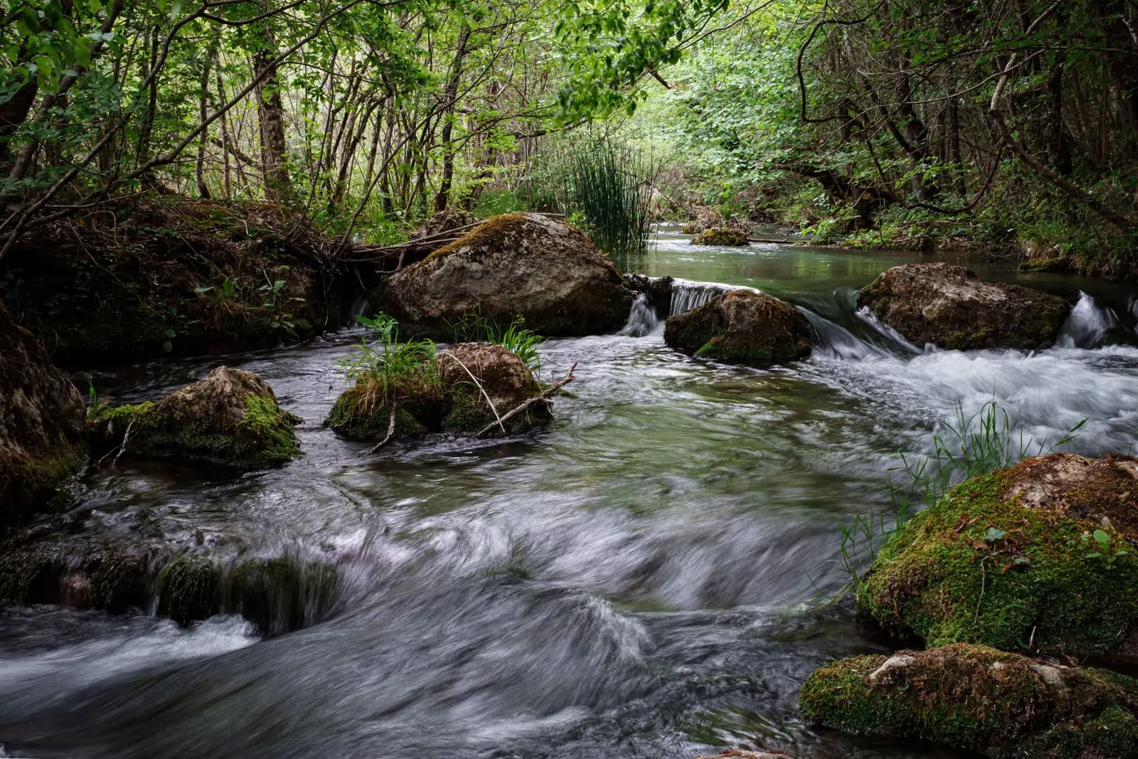 Río atravesando un bosque verde