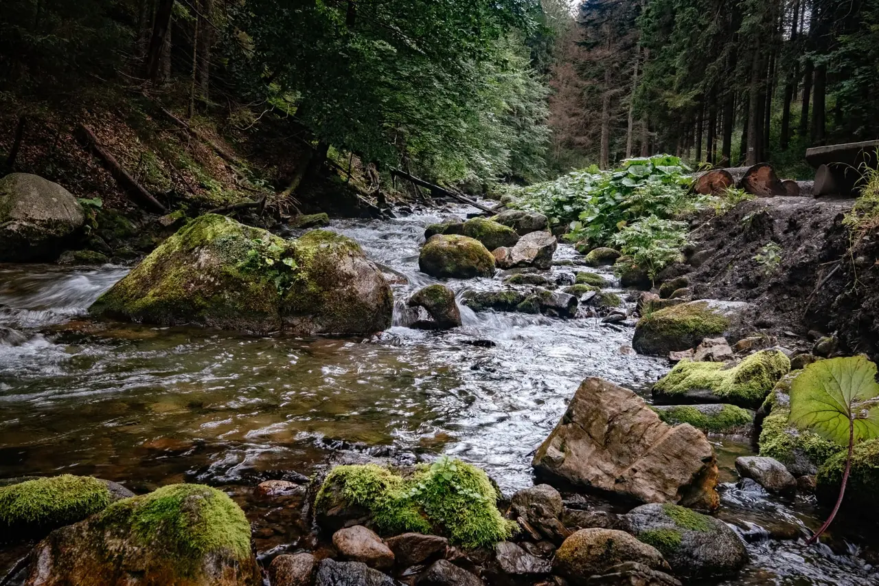 Arroyo de montaña entre árboles y piedras